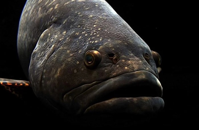 fish with big lips